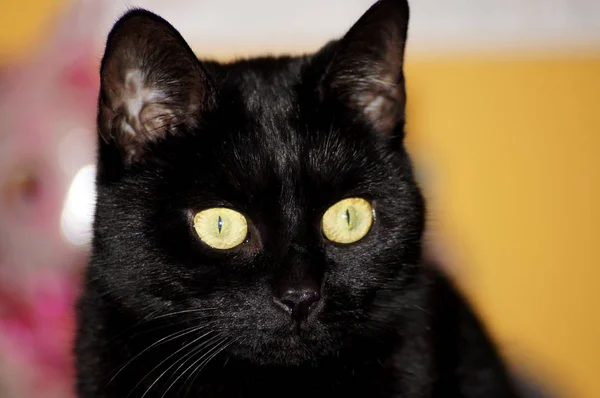 Precioso Gato Doméstico Negro Con Piel Brillante —  Fotos de Stock