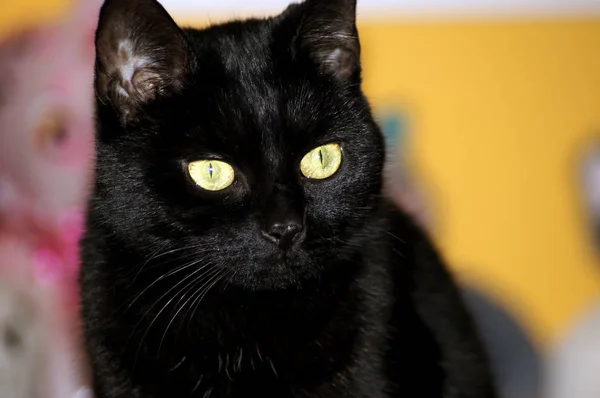 Precioso Gato Doméstico Negro Con Piel Brillante —  Fotos de Stock