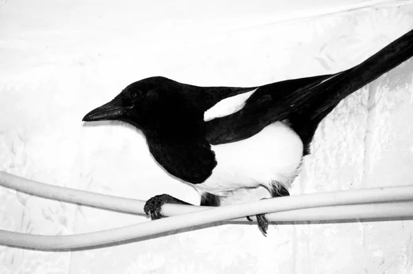 Eldest raven bird in black white close-up