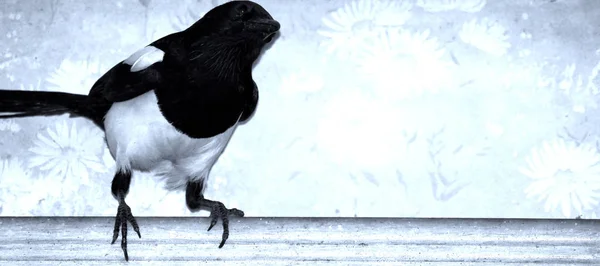 黑白色特写的最年长的乌鸦鸟 — 图库照片