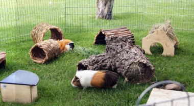 Guinea pig family in outdoor keeping on the meadow                 clipart