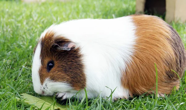 Guinea pig family in outdoor keeping on the meadow
