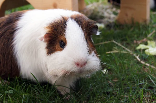 Meerschweinchen Familie Freilandhaltung Auf Der Wiese — Stockfoto