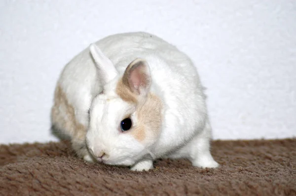 Білий Карликовий Кролик Квартирі — стокове фото