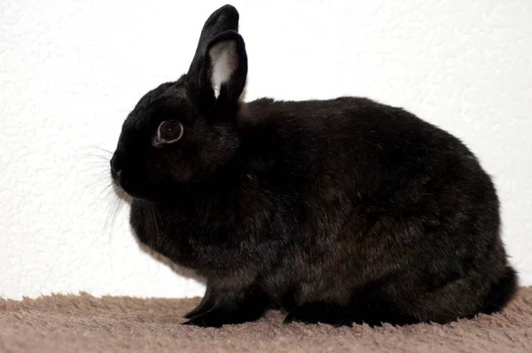 stock image Black dwarf rabbit bunny in the apartment                     