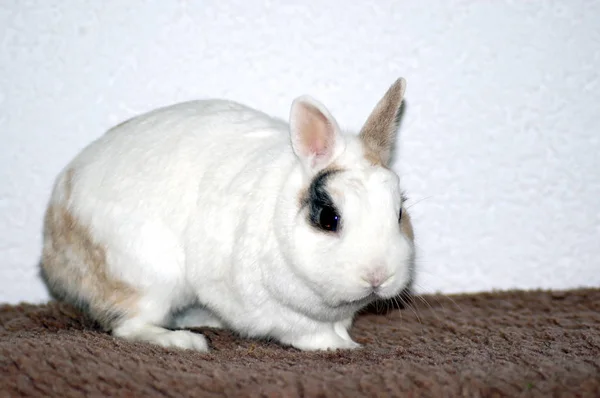 Bunny Králík Bílý Trpaslík Bytě — Stock fotografie