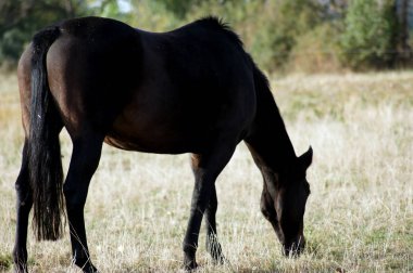 Yeşil yaz çayır ata                  
