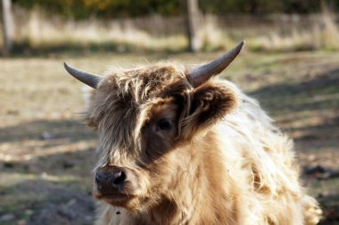 Galwioway sığır çayır üzerinde ücretsiz aralığı                      