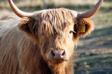 Galwioway sığır çayır üzerinde ücretsiz aralığı                      