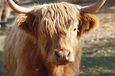 Galwioway sığır çayır üzerinde ücretsiz aralığı                      