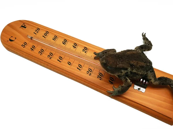 Weather Frog Frog Thermometer — Stock Photo, Image