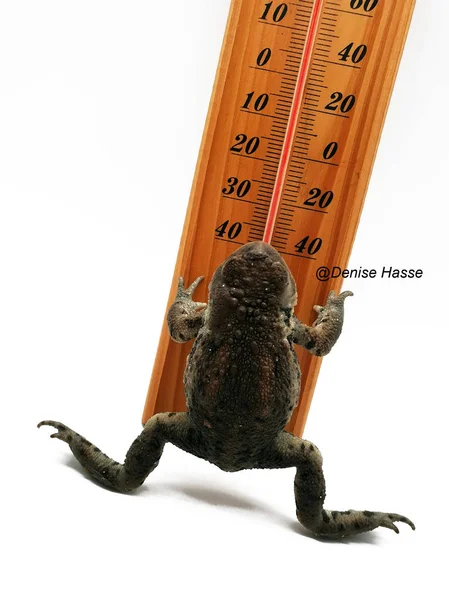 Weather Frog Frog Thermometer — Stock Photo, Image