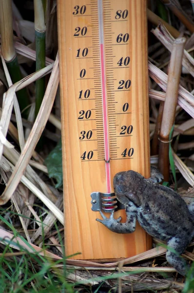 Weather Frog Frog Thermometer — Stock Photo, Image