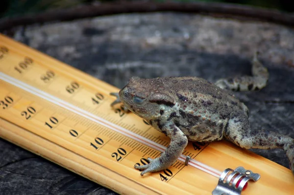 Weather Frog Frog Thermometer — Stock Photo, Image