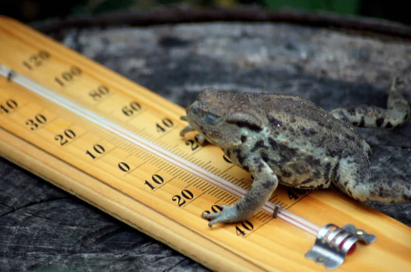 Weather Frog Frog Thermometer — Stock Photo, Image