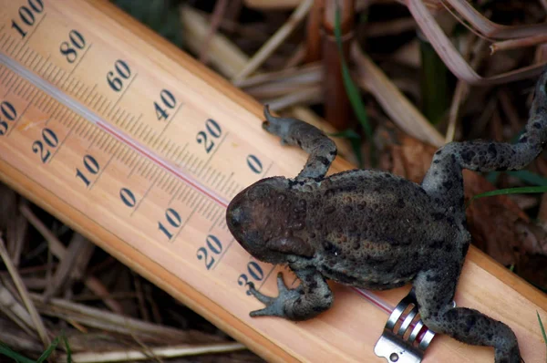 Weather Frog Frog Thermometer — Stock Photo, Image