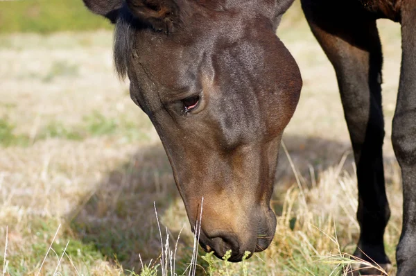 Cheval Sur Prairie Verte Été — Photo