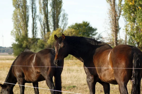 Cheval Sur Prairie Verte Été — Photo