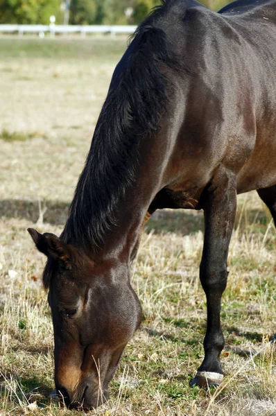 Cheval Sur Prairie Verte Été — Photo