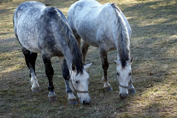 Cheval Sur Prairie Verte Été — Photo