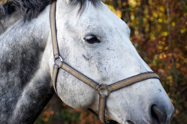 Cavallo Sul Prato Verde Estivo — Foto Stock