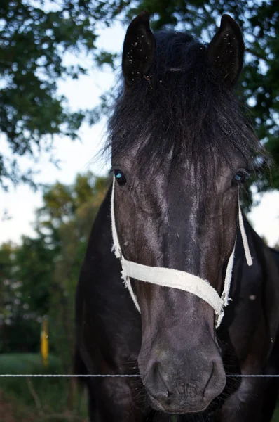 Cheval Sur Prairie Verte Été — Photo