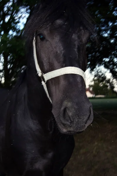 Cheval Sur Prairie Verte Été — Photo