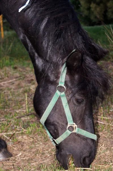 Cheval Sur Prairie Verte Été — Photo