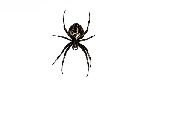 Portrait Une Araignée Croisée Libérée Sur Fond Blanc — Photo