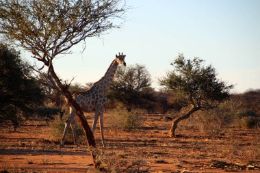 Afrika Namibya bozkır içinde vahşi zürafa