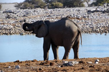 Bozkır Namibya Afrika'nın vahşi filler