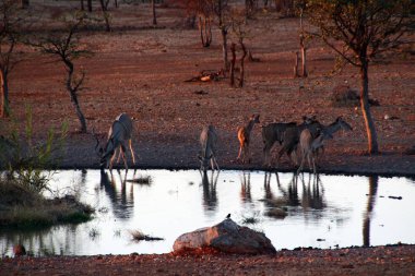 Sulama delik Afrika Namibya vahşi doğada