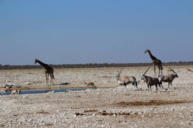 Afrika Namibya vahşi doğada zürafa