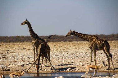 Afrika Namibya vahşi doğada zürafa