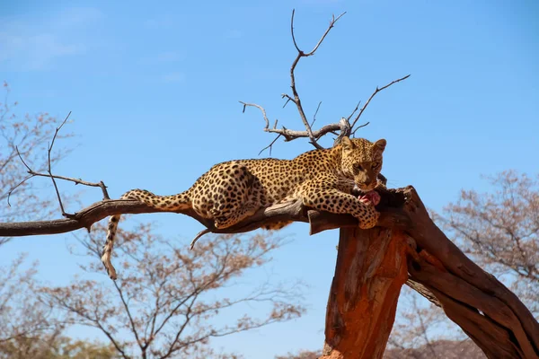 Guepardo Salvaje Sabana África Namibia — Foto de Stock