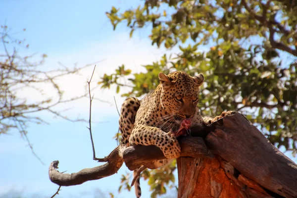 Vild Gepard Savannen Afrika Namibia - Stock-foto