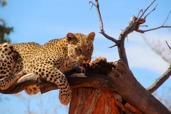 Wild Cheetah Savannah Africa Namibia — Stock Photo, Image