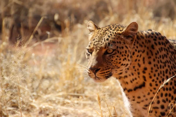 Guepardo Salvaje Sabana África Namibia — Foto de Stock