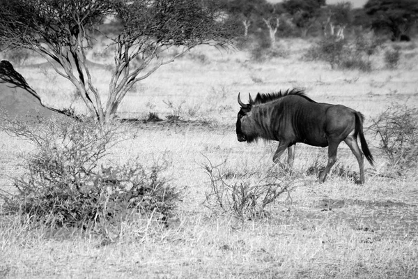 Gnus Selvagens Estepe Namíbia África — Fotografia de Stock