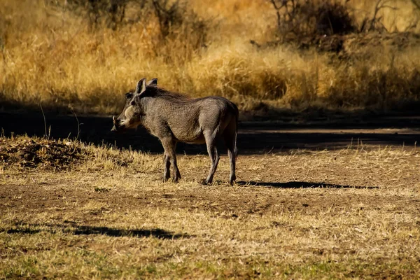 Άγρια Warthog Στη Στέπα Της Αφρικής Ναμίμπια — Φωτογραφία Αρχείου