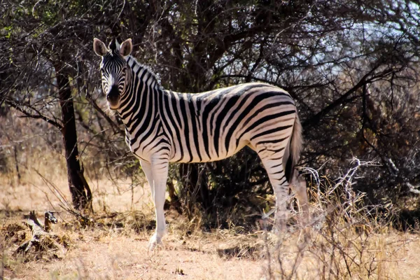 Zebra Selvagem Estepe Namíbia África — Fotografia de Stock