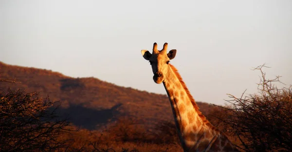 Afrika Namibya Bozkır Içinde Vahşi Zürafa — Stok fotoğraf