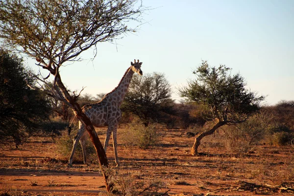 Girafa Selvagem Estepe África Namíbia — Fotografia de Stock