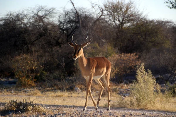Afrika Namibya Bozkır Içinde Vahşi Antilop — Stok fotoğraf