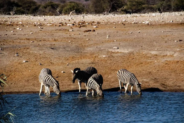 在纳米比亚非洲的草原上的野生海滨斑马 — 图库照片