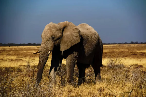 Wilde Elefanten Der Steppe Von Namibia Afrika — Stockfoto