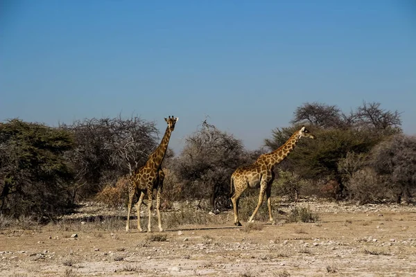 Bozkır Namibya Afrika Nın Vahşi Zürafalar — Stok fotoğraf
