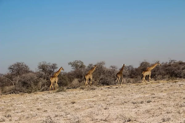 纳米比亚非洲草原上的野生长颈鹿 — 图库照片