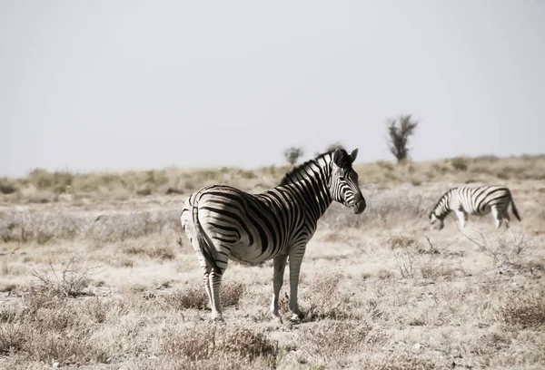 Zebra Selvagem Estepe Namíbia África — Fotografia de Stock