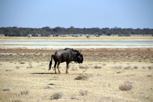 Bozkır Namibya Afrika Nın Vahşi Gnu — Stok fotoğraf